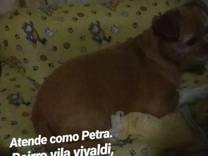 Cachorro ra a Vira lata idade 6 ou mais anos nome Petra