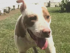 Cachorro raça Pit bull idade 6 ou mais anos nome Bambam
