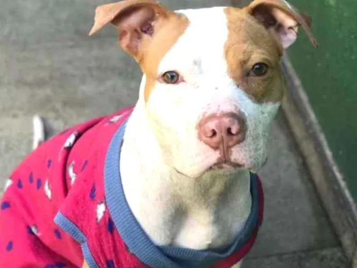 Cachorro ra a Pit bull idade 3 anos nome Bia