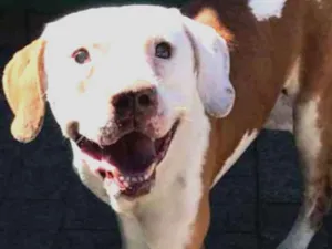Cachorro raça Pit bull idade 3 anos nome Bolinha