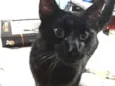 Gatão 