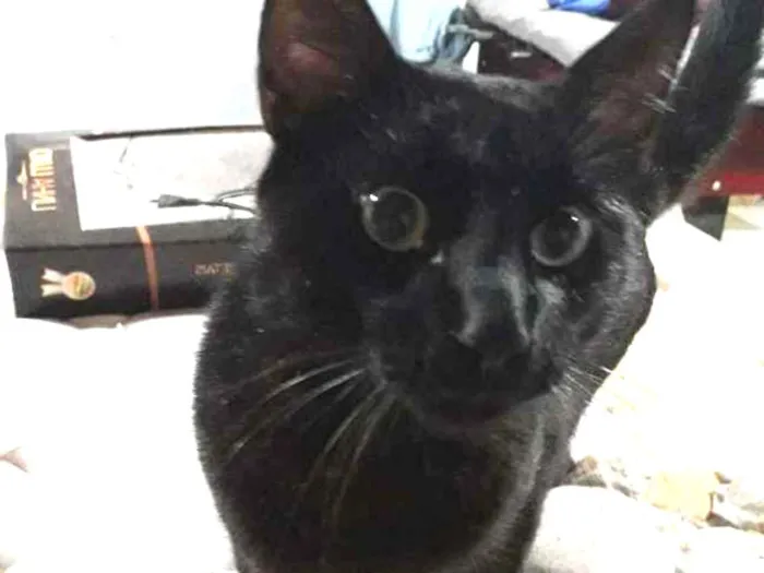Gato ra a Sem raça definida idade 7 a 11 meses nome Gatão 