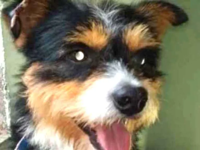Cachorro ra a  idade 1 ano nome Picasso Pequeno