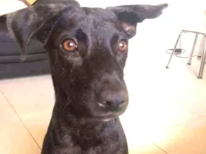 Cachorro raça SRD idade 7 a 11 meses nome Kyra