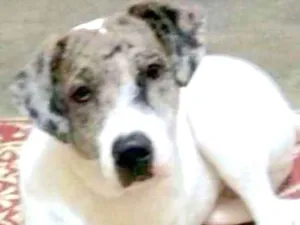 Cachorro raça  idade 7 a 11 meses nome Thor Filhote