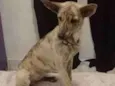 Cachorro raça Vira-lata  idade 2 a 6 meses nome Crystal