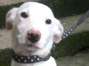 Cachorro raça  idade 2 a 6 meses nome Alaska Filhote