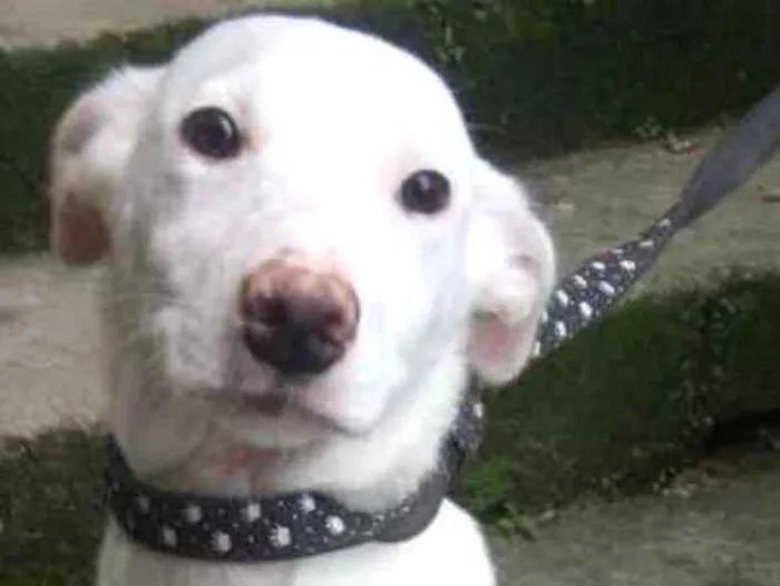 Cachorro ra a  idade 2 a 6 meses nome Alaska Filhote
