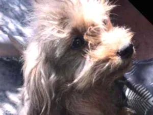 Cachorro raça poodle misturado idade 7 a 11 meses nome sem nome*