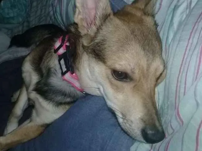 Cachorro raça Vira-lata  idade 1 ano nome Alex