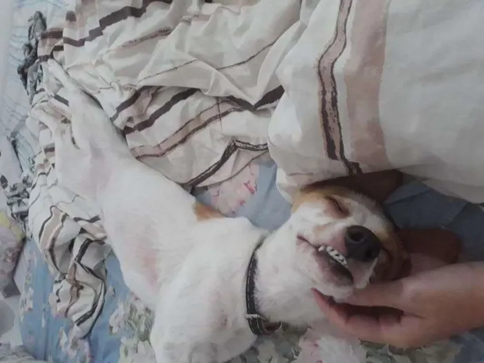 Cachorro ra a Fox Paulistina idade 7 a 11 meses nome Ohana