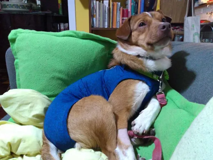 Cachorro ra a Srd idade 1 ano nome Spin