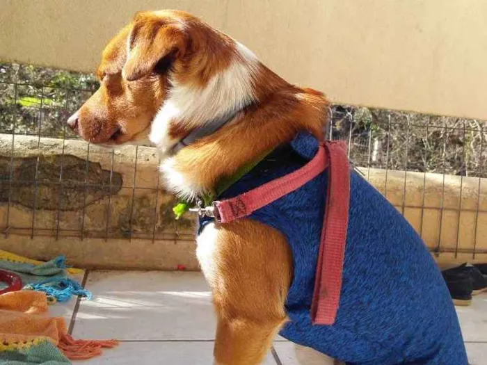Cachorro ra a Srd idade 1 ano nome Spin