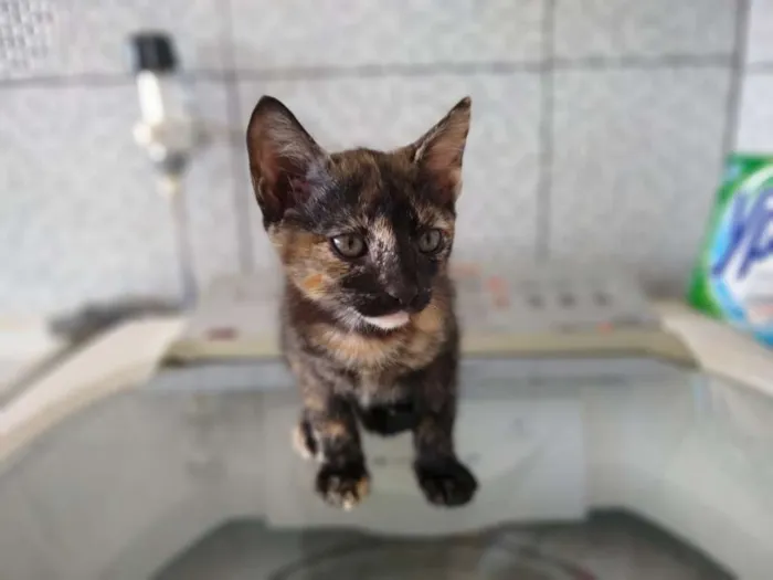 Gato raça  idade 2 a 6 meses nome Sem nome
