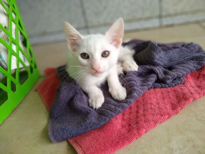 Gato raça  idade 2 a 6 meses nome Sem nome