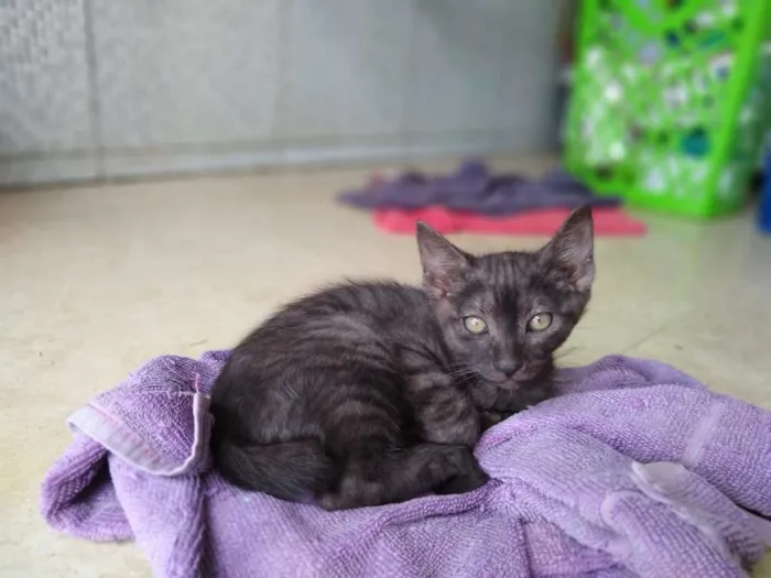 Gato raça  idade 2 a 6 meses nome Sem nome