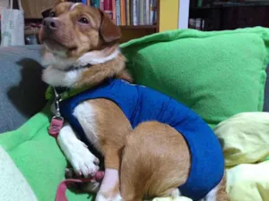 Cachorro raça Srd idade 1 ano nome Spin