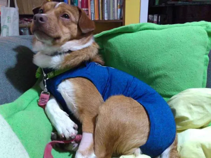 Cachorro ra a Srd idade 1 ano nome Spin