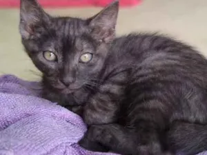 Gato raça  idade 2 a 6 meses nome Sem nome