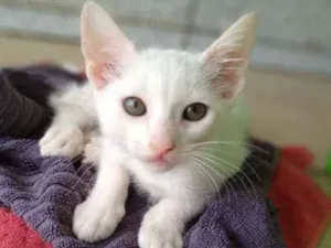 Gato raça  idade 2 a 6 meses nome Sem nome