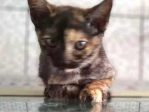 Gato raça  idade 2 a 6 meses nome Sem nome