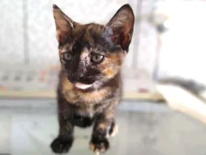 Gato raça  idade 2 a 6 meses nome Sem nome