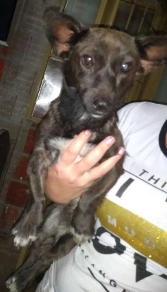 Cachorro ra a Naonsei idade 7 a 11 meses nome Bolinha