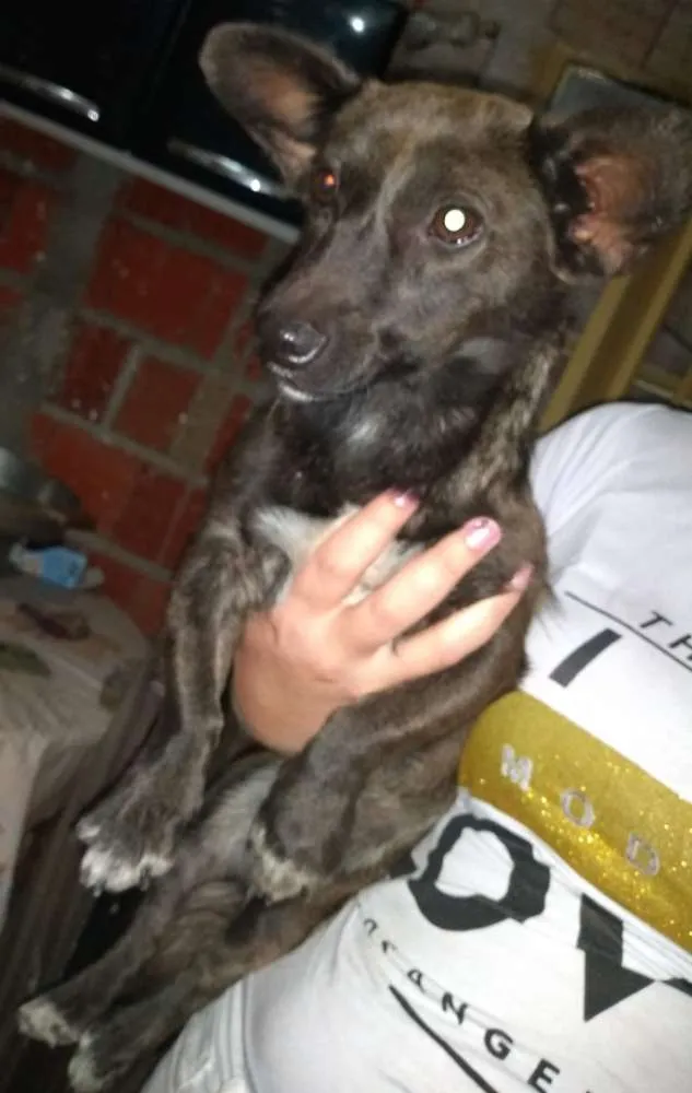 Cachorro ra a Naonsei idade 7 a 11 meses nome Bolinha