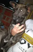 Bolinha