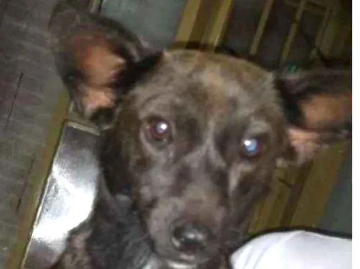 Cachorro ra a Naonsei idade 7 a 11 meses nome Bolinha