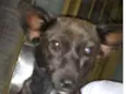 Bolinha