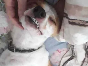 Cachorro raça Fox Paulistina idade 7 a 11 meses nome Ohana