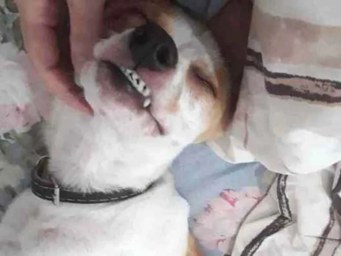 Cachorro ra a Fox Paulistina idade 7 a 11 meses nome Ohana