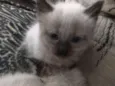 Gatinho