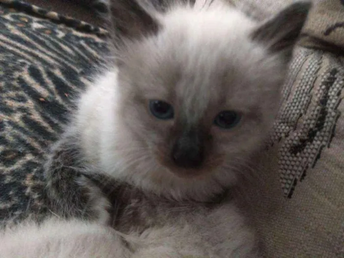 Gato ra a Siames idade Abaixo de 2 meses nome Gatinho