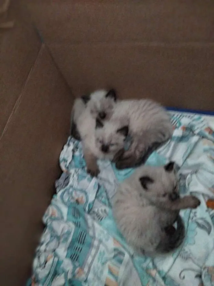 Gato ra a Siamês  idade Abaixo de 2 meses nome Peludo