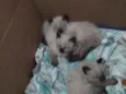 Peludo