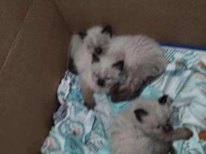 Gato ra a Siamês  idade Abaixo de 2 meses nome Peludo
