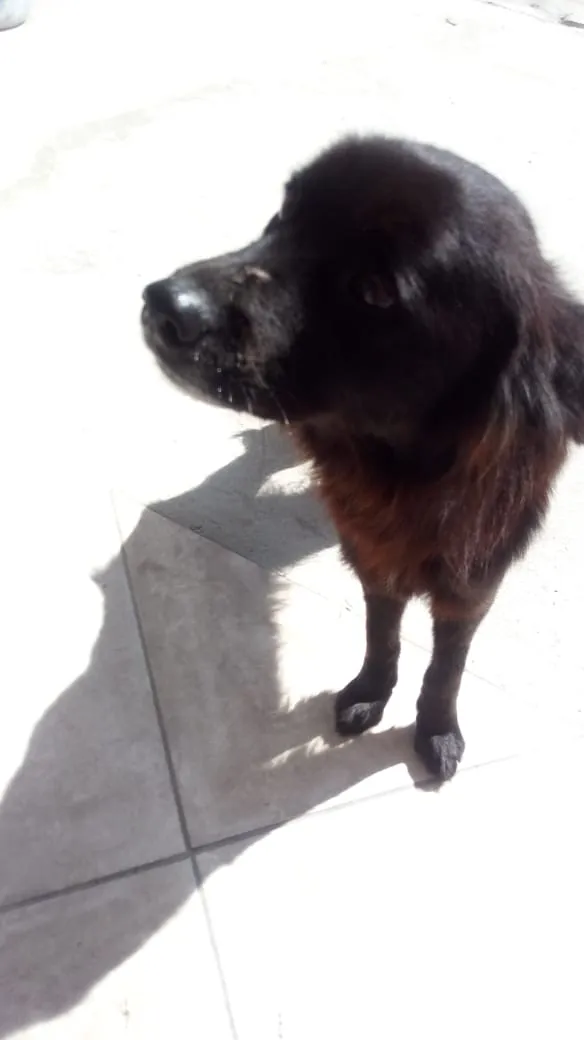 Cachorro ra a Vira lata idade 2 anos nome Mel