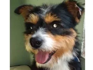 Cachorro raça  idade 1 ano nome Picasso Pequeno