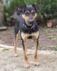Hugo