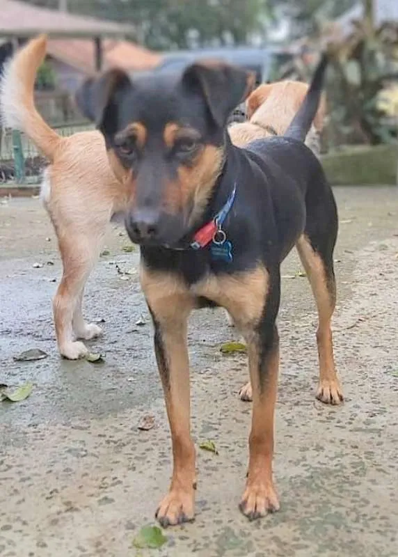 Cachorro ra a srd idade 1 ano nome Hugo