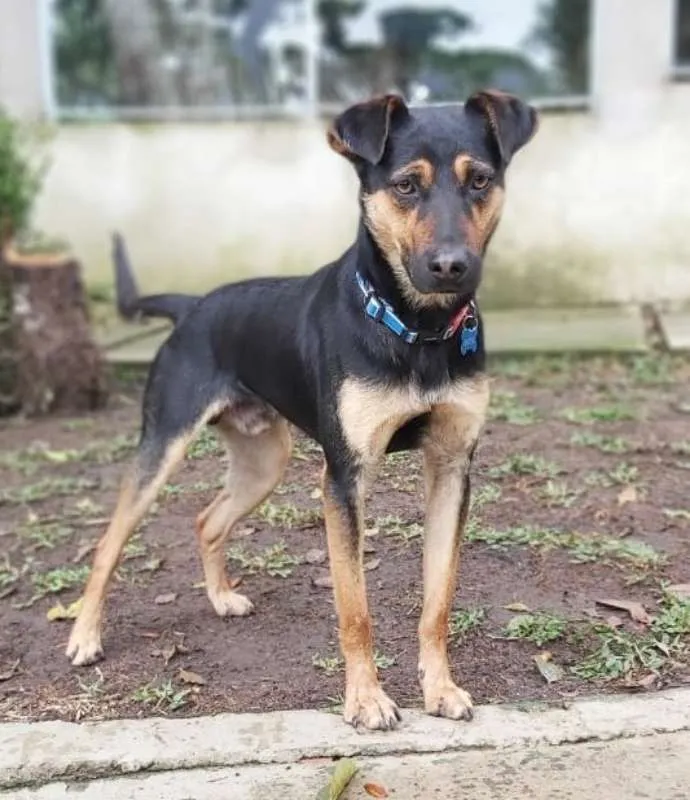 Cachorro ra a srd idade 1 ano nome Hugo