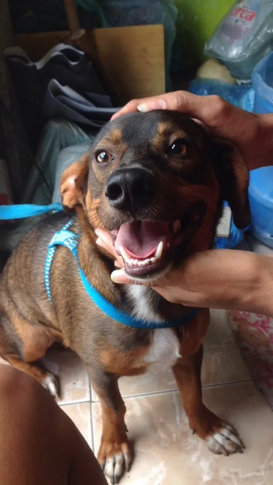 Cachorro raça Vira-lata idade 7 a 11 meses nome Duck