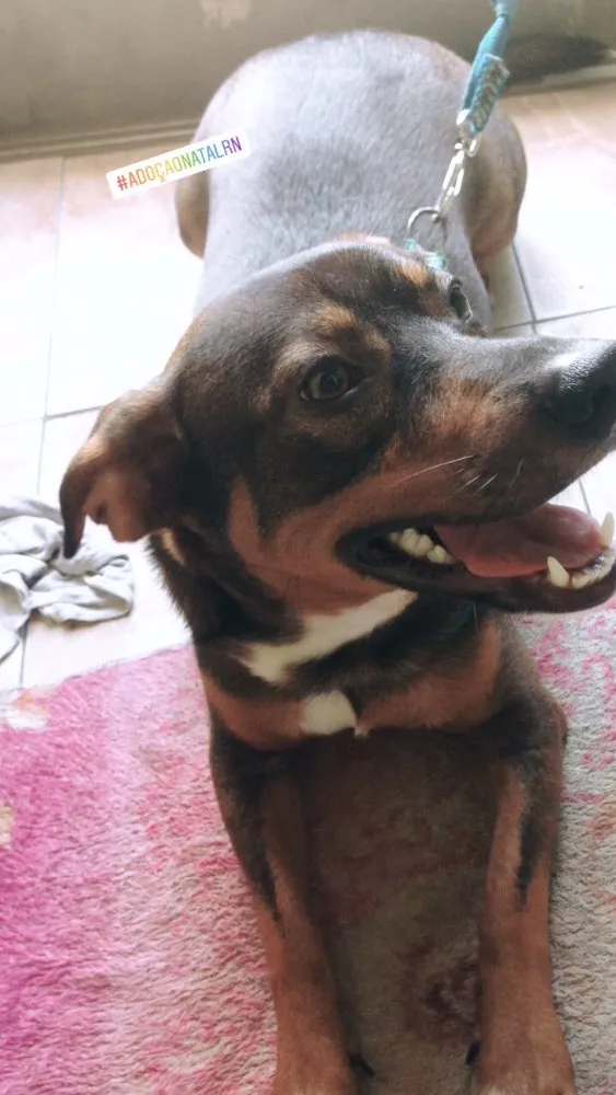 Cachorro raça Vira-lata idade 7 a 11 meses nome Duck