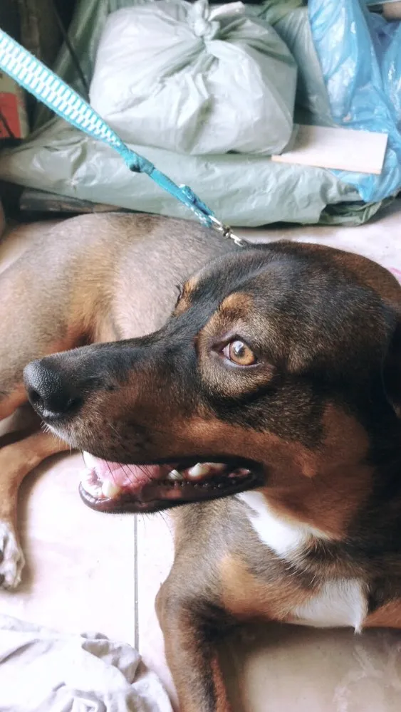 Cachorro raça Vira-lata idade 7 a 11 meses nome Duck