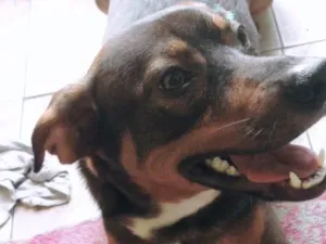 Cachorro raça Vira-lata idade 7 a 11 meses nome Duck