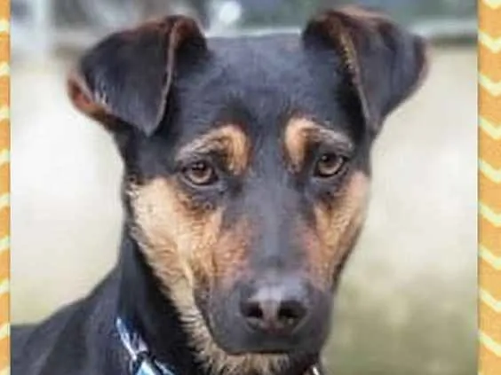 Cachorro ra a srd idade 1 ano nome Hugo