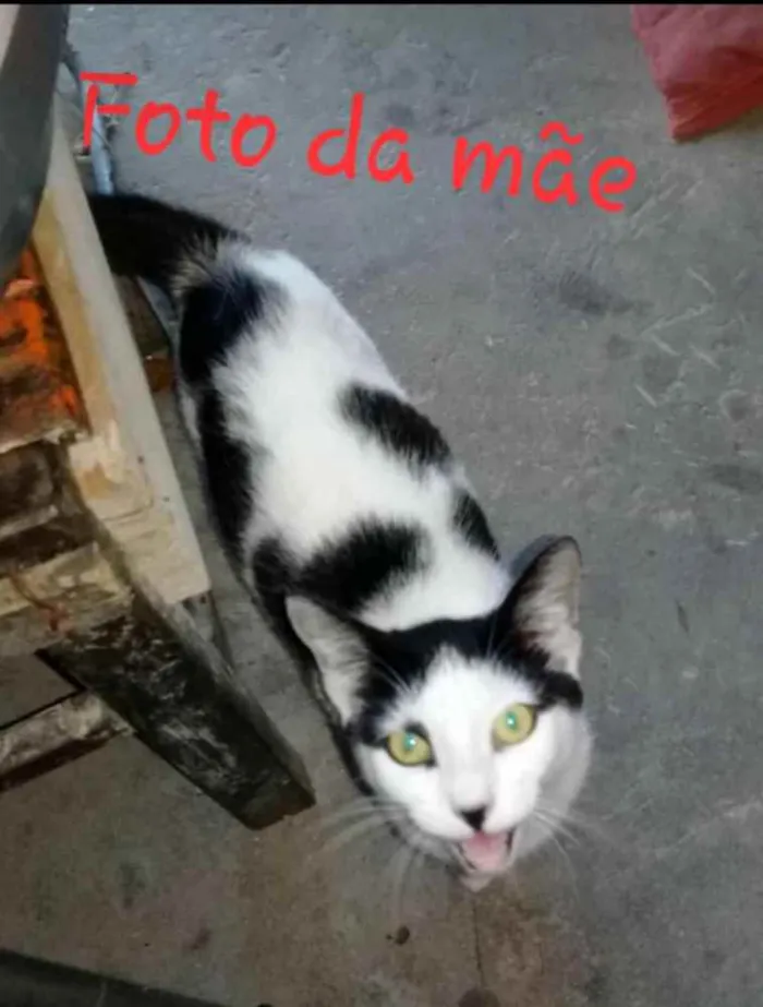 Gato ra a  idade Abaixo de 2 meses nome ARIEL,BRISA,LOK,BALT