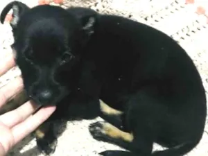 Cachorro raça Não sei idade  nome Não tem